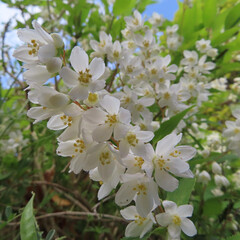 Fototapeta premium 春にヒメウツギが白い花を咲かせています