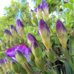 春にフリージアが紫色の花を咲かせています