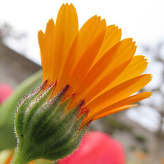 春にヒメキンセンカがオレンジ色の花を咲かせています