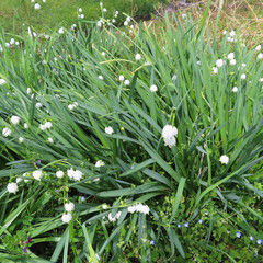 Obraz premium 春にスノーフレークが白い花を咲かせています