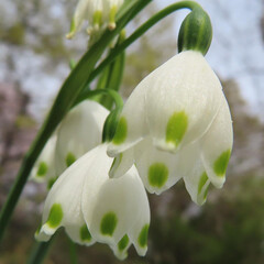 春にスノーフレークが白い花を咲かせています