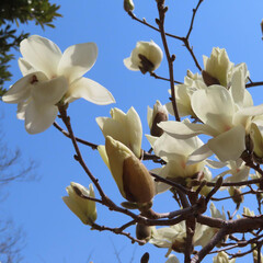 春にハクモクレンが白い花を咲かせています