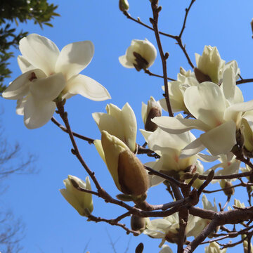 春にハクモクレンが白い花を咲かせています