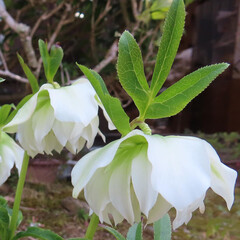 春にクリスマスローズが白い花を咲かせています