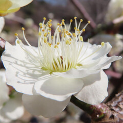 春にシダレウメが白い花を咲かせています