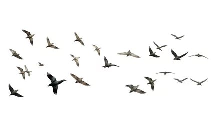 Fotobehang flock of birds © Faisal