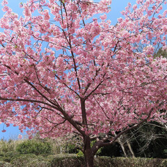 春にサクラがピンク色の花を咲かせています