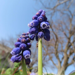 春にムスカリが青い花を咲かせています