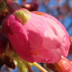春にカワヅザクラがピンク色の花を咲かせています