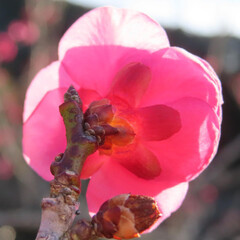 早春にウメがピンク色の花を咲かせています