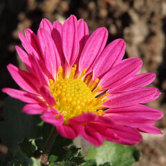 Obraz premium 冬にキクがピンク色の花を咲かせています