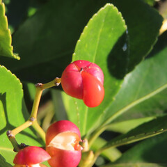 冬にマサキが赤い実をつけています