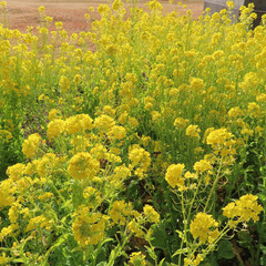 冬にナノハナが黄色い花を咲かせています