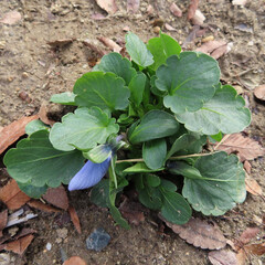 冬にパンジーが紺色の蕾をつけています