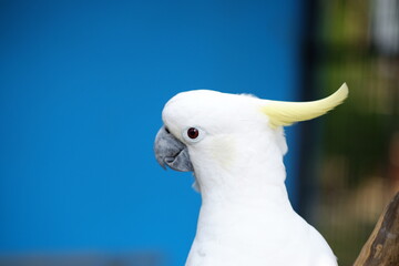 The small yellow-crested cockatoo or yellow-crested cockatoo is a medium-sized bird, about 35 cm...