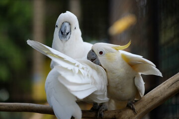 The small yellow-crested cockatoo or yellow-crested cockatoo is a medium-sized bird, about 35 cm...