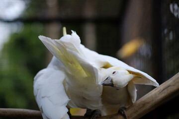 The small yellow-crested cockatoo or yellow-crested cockatoo is a medium-sized bird, about 35 cm...