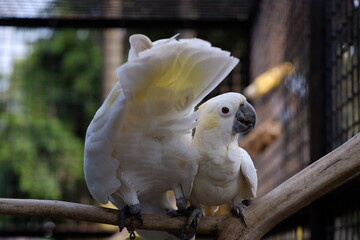 The small yellow-crested cockatoo or yellow-crested cockatoo is a medium-sized bird, about 35 cm...