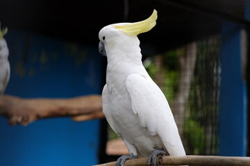 The small yellow-crested cockatoo or yellow-crested cockatoo is a medium-sized bird, about 35 cm...