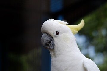 The small yellow-crested cockatoo or yellow-crested cockatoo is a medium-sized bird, about 35 cm...