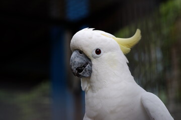 The small yellow-crested cockatoo or yellow-crested cockatoo is a medium-sized bird, about 35 cm...