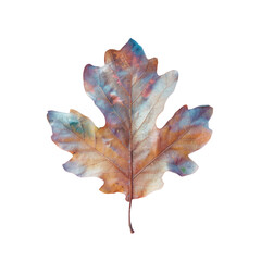 Fototapeta premium Macro shot of oak leaf, showcasing intricate details on transparent background