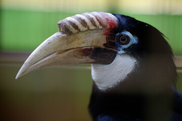 The Sulawesi hornbill is a species of hornbill in the family Bucerotidae that is endemic to Sulawesi

