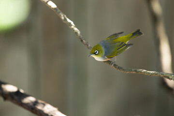 New Zealand Waxeye bird perched gracefully on a branch