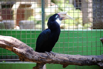 The Sulawesi hornbill is a species of hornbill in the family Bucerotidae that is endemic to...