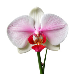 Fototapeta na wymiar Orchid flower PNG image on a transparent background, Orchid image isolated on transparent png background