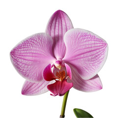Orchid flower PNG image on a transparent background, Orchid image isolated on transparent png background