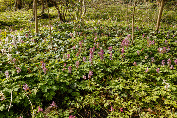 Obraz premium Pink and white flowers in the forest.