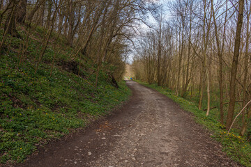 Fototapeta na wymiar Path in the forest.