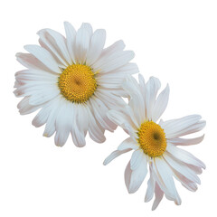 Chamaemelum nobile, two white daisies with yellow centers on a transparent background