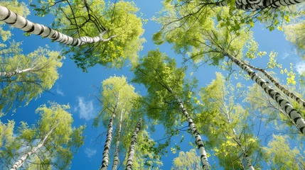 Poster Birch tree with fresh green leaves on a summer day against the blue sky © kardaska