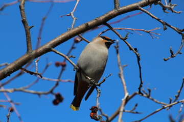 Waxwing Of Spring, Gold Bar Park, Edmonton, Alberta