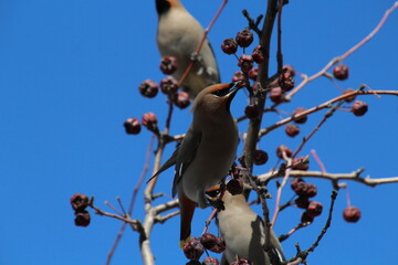 Waxwings Eating Berries, Gold Bar Park, Edmonton, Alberta