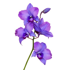 Fototapeta na wymiar Vibrant purple flowers contrast beautifully against transparent background