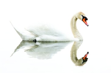 Obraz premium Graceful Swan Swimming on Calm Water, its Reflection Visible, Isolated on White. Generative AI.