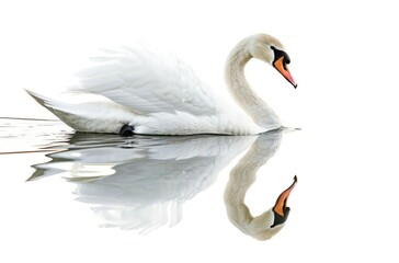 Graceful Swan Swimming on Calm Water, its Reflection Visible, Isolated on White. Generative AI.