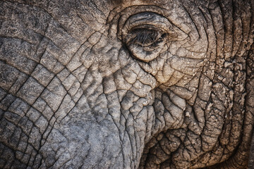 Elephant, closeup and eye of animal in nature with sustainable safari travel or conservation of environment. Natural, sanctuary and protection of ecology in Africa with eco friendly experience