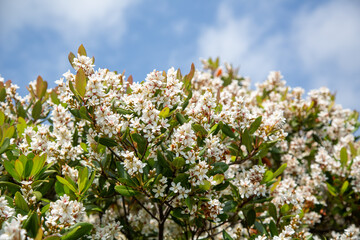 シャリンバイの花、春、3月