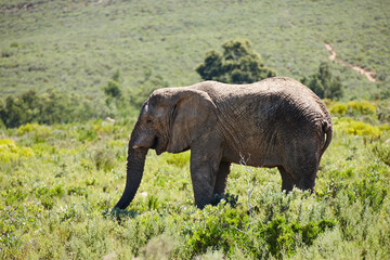 Elephant, animal in field and safari for travel, wildlife conservation and holiday location for tourism. Nature reserve, destination and mammal in natural habitat or environment in African wild