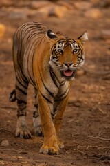 Fototapeta premium tiger in the zoo