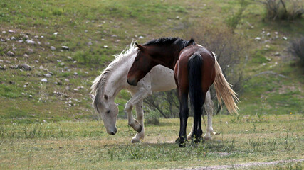 Dark bay and white wild stallions facing off before fighting in the southwest Arizona United States