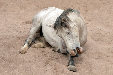 White wild horse stallion laying down in a dry sand creek in the Salt River wild horse management...