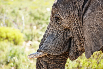 Elephant, tusk and closeup of animal in nature with sustainable safari travel or conservation of environment. Natural, Ivory and ecology protection in Africa with eco friendly experience or sanctuary