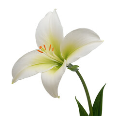 Lily flower PNG image on a transparent background, Lily image isolated on transparent png background