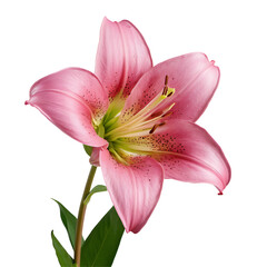 Lily flower PNG image on a transparent background, Lily image isolated on transparent png background