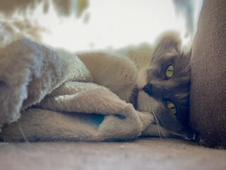 Cat with green eyes staring into you